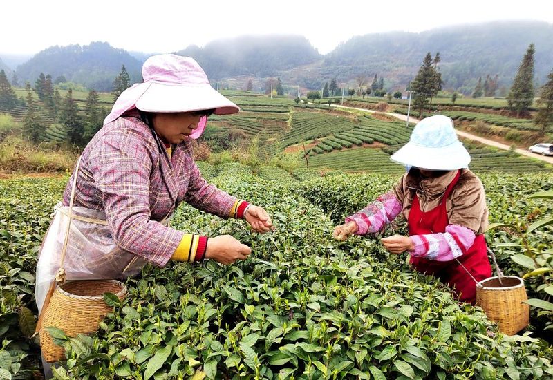 有关于湄潭洗马镇:春茶飘香采摘忙 茶企生产不停歇的信息(1)