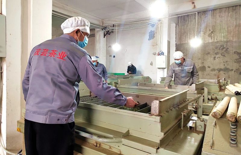 有关于湄潭洗马镇:春茶飘香采摘忙 茶企生产不停歇的信息(2)