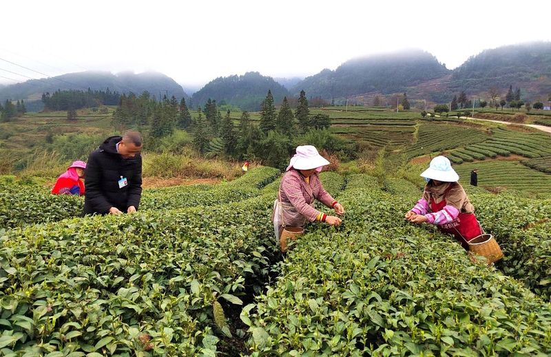 有关于湄潭洗马镇:春茶飘香采摘忙 茶企生产不停歇的信息(4)