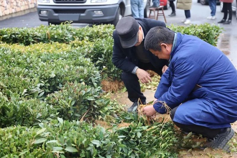 有关于首批杭州西湖区赠送的5万株龙井茶苗送往甘孜九龙的最新消息