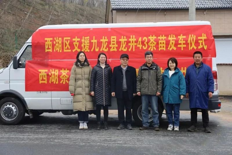 有关于首批杭州西湖区赠送的5万株龙井茶苗送往甘孜九龙的最新消息(3)