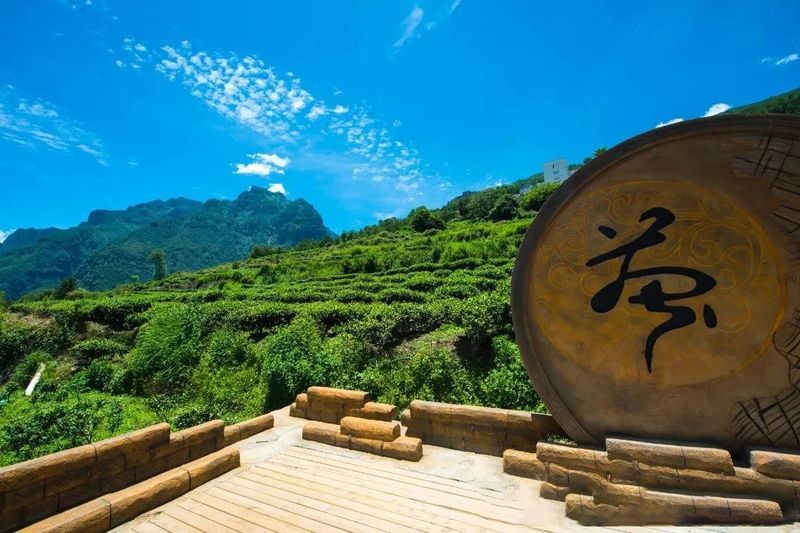 有关于首批杭州西湖区赠送的5万株龙井茶苗送往甘孜九龙的最新消息(2)