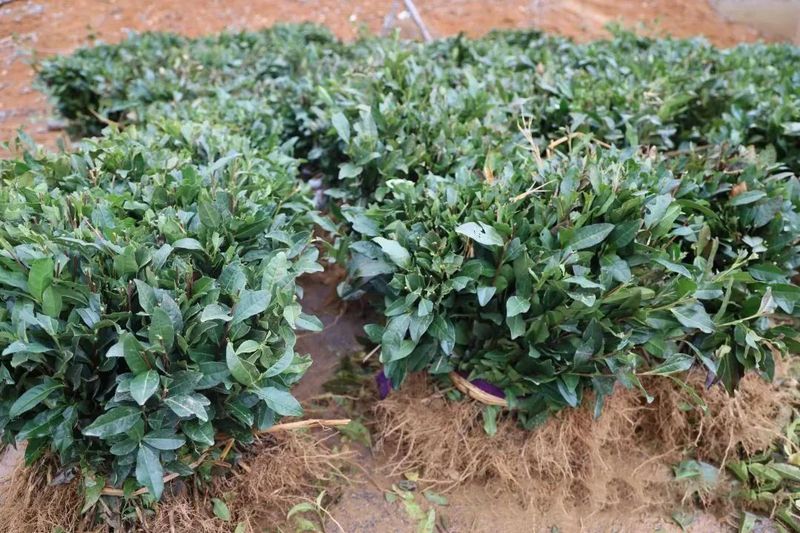 有关于首批杭州西湖区赠送的5万株龙井茶苗送往甘孜九龙的最新消息(1)