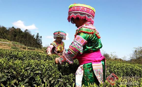 关于云南盐津兴隆大坪村：春茶吐新芽 采摘正当时的最新消息(2)