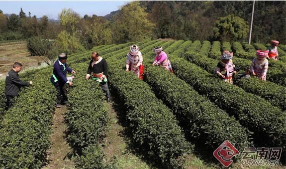 关于云南盐津兴隆大坪村：春茶吐新芽 采摘正当时的最新消息