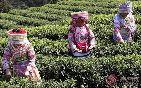关于云南盐津兴隆大坪村：春茶吐新芽 采摘正当时的最新消息(1)