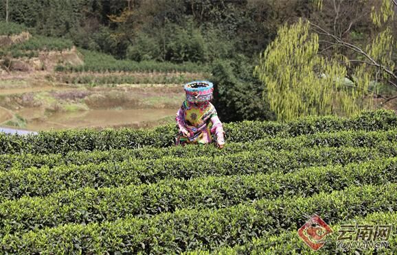 关于云南盐津兴隆大坪村：春茶吐新芽 采摘正当时的最新消息(3)
