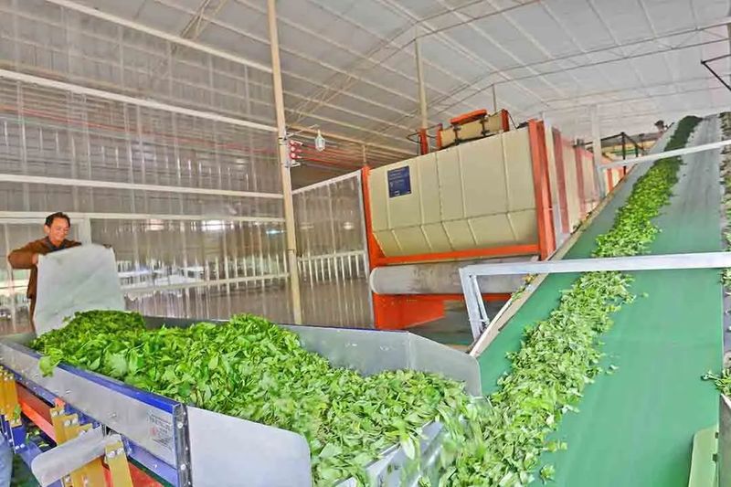 关于85.69亿元！昌宁红茶品牌价值位居全国第四的相关内容(4)