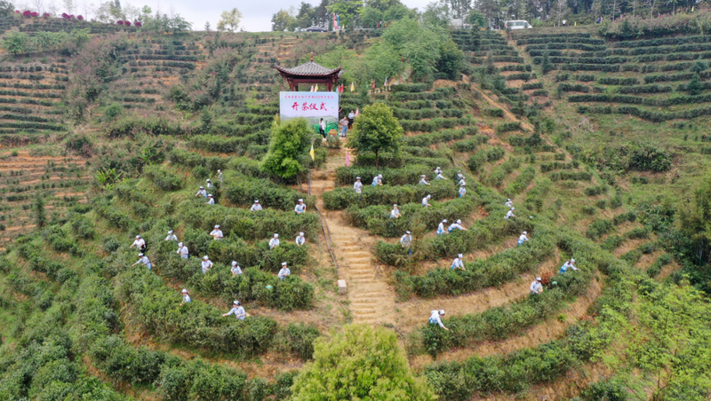 关于苍梧县2023年开茶节3月21日在六堡镇举行的消息(5)