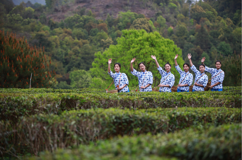关于苍梧县2023年开茶节3月21日在六堡镇举行的消息