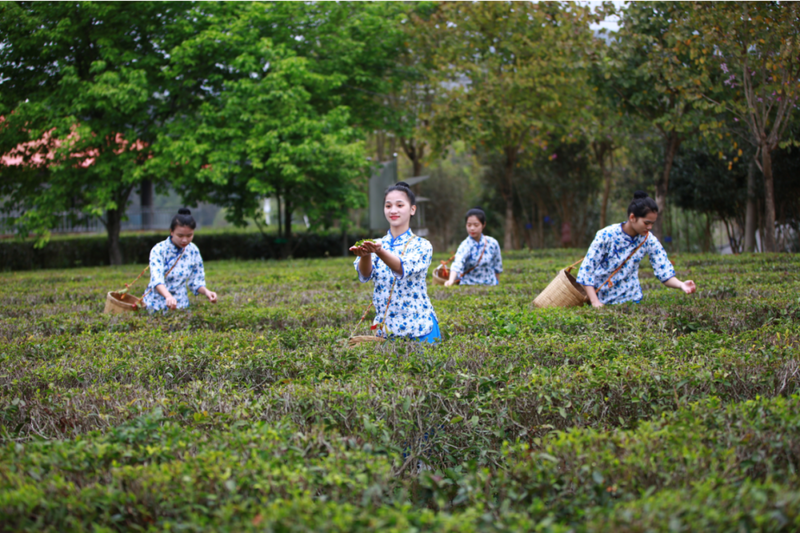 关于苍梧县2023年开茶节3月21日在六堡镇举行的消息(4)