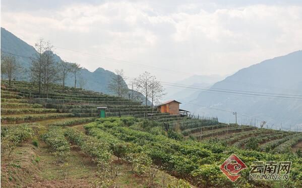 有关于刘仲华院士率队调研指导怒江老姆登茶产业的相关内容(1)