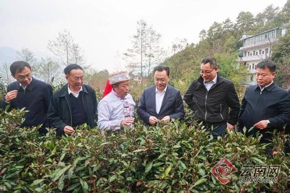 有关于刘仲华院士率队调研指导怒江老姆登茶产业的相关内容(2)