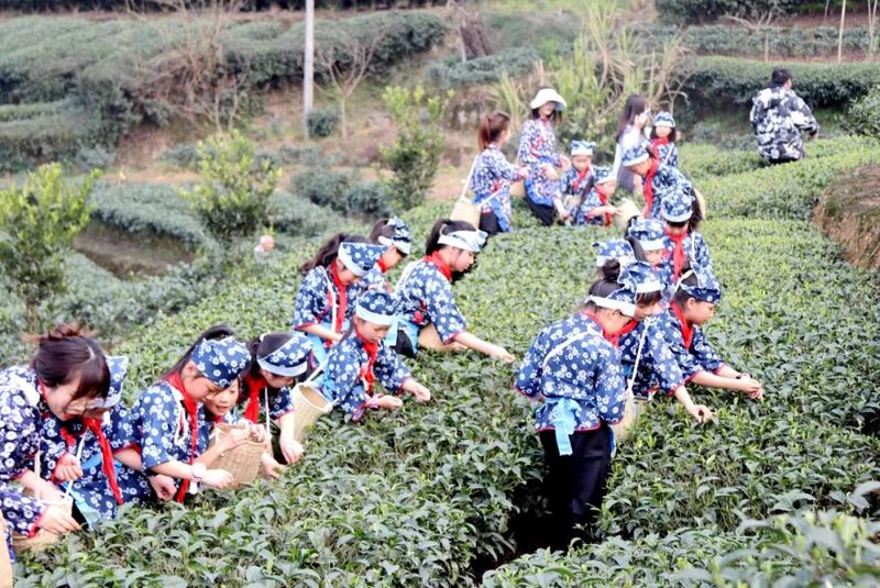 关于高县翰笙小学校开展采茶实践活动的新闻