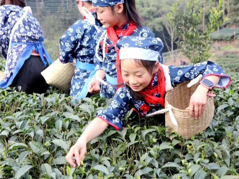 关于高县翰笙小学校开展采茶实践活动的新闻(1)