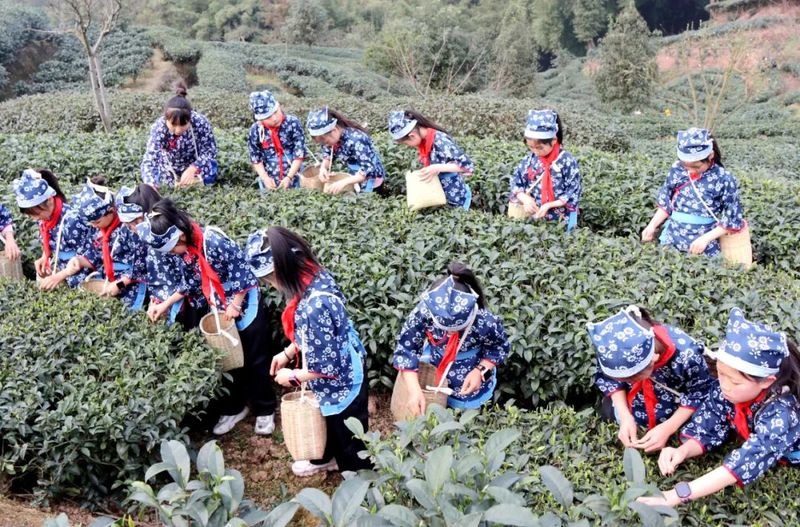 关于高县翰笙小学校开展采茶实践活动的新闻(4)