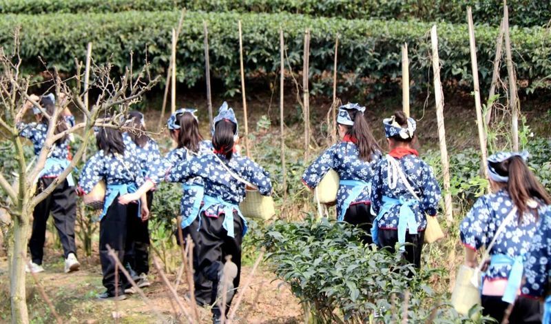 关于高县翰笙小学校开展采茶实践活动的新闻(3)