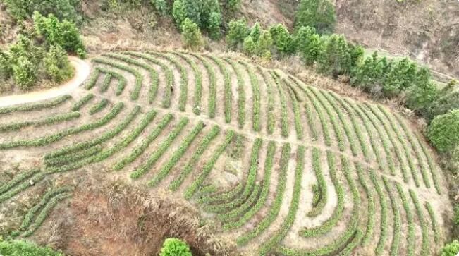 有关于黎平：23.36万亩茶园陆续进入开采期的内容