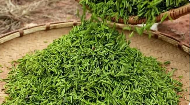 有关于黎平：23.36万亩茶园陆续进入开采期的内容(2)