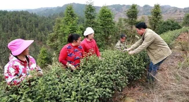有关于黎平：23.36万亩茶园陆续进入开采期的内容(1)