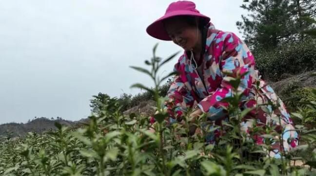有关于黎平：23.36万亩茶园陆续进入开采期的内容(3)