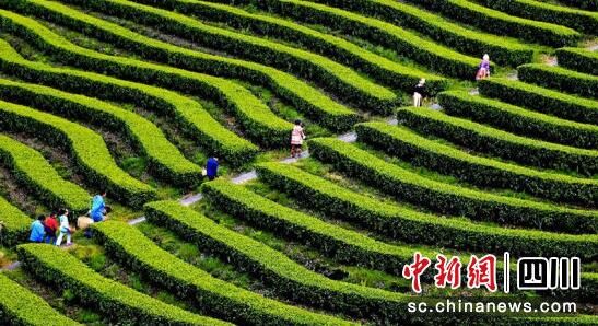 关于宜宾珙县:万亩优质春茶采摘忙的资讯(3)