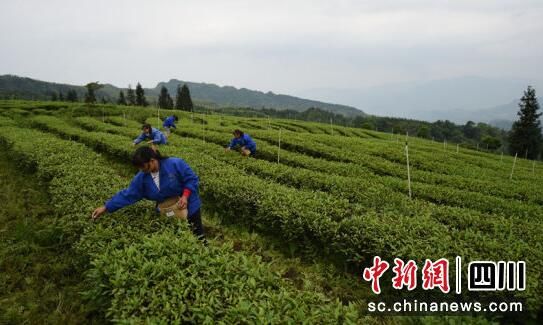 关于宜宾珙县:万亩优质春茶采摘忙的资讯(1)