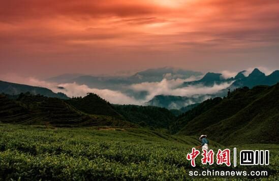 关于宜宾珙县:万亩优质春茶采摘忙的资讯