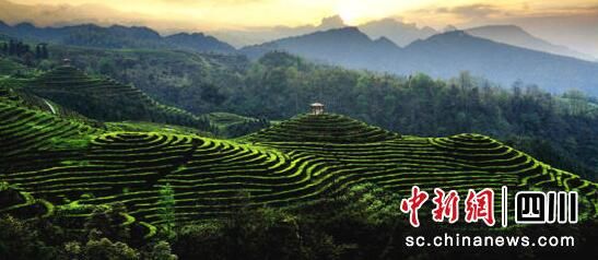 关于宜宾珙县:万亩优质春茶采摘忙的资讯(2)