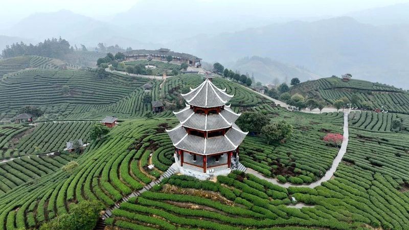 关于广西三江：茶乡春茶全面进入采摘期的消息