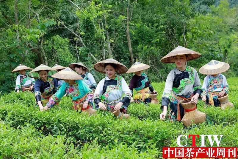 关于湖南湘西:积极打造一批高素质、高技能的茶产业人才队伍的新闻
