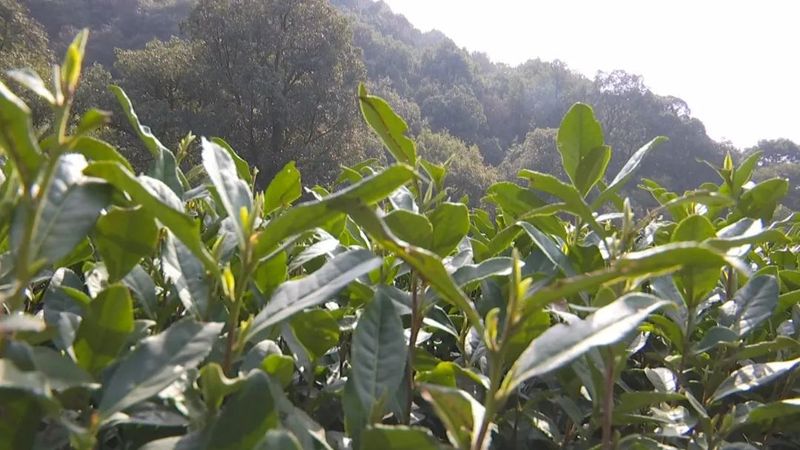 有关于西湖龙井开采日 高山茶园摘下第一茬青叶的消息(4)