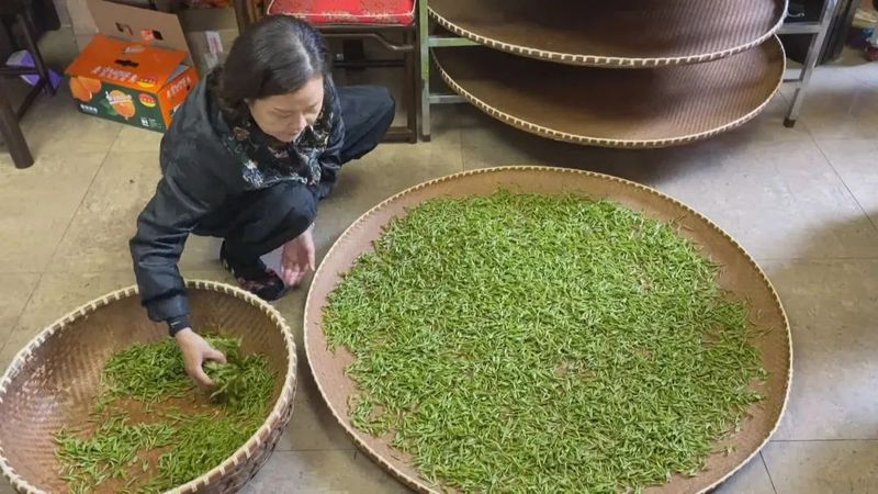 有关于西湖龙井开采日 高山茶园摘下第一茬青叶的消息(10)