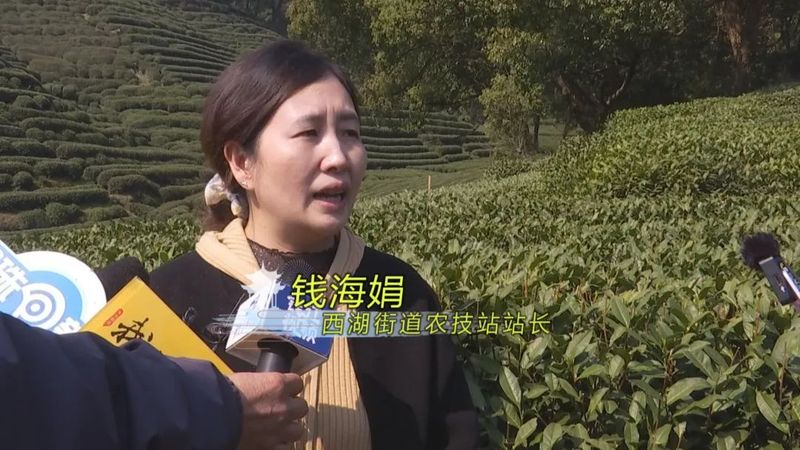 有关于西湖龙井开采日 高山茶园摘下第一茬青叶的消息(12)