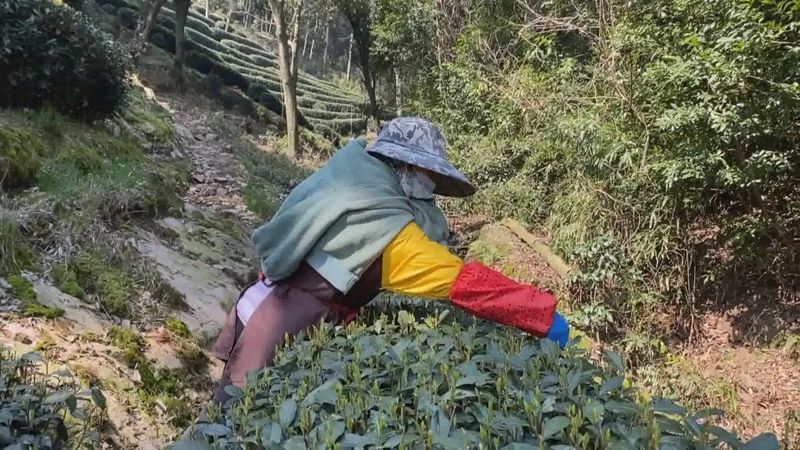有关于西湖龙井开采日 高山茶园摘下第一茬青叶的消息(5)