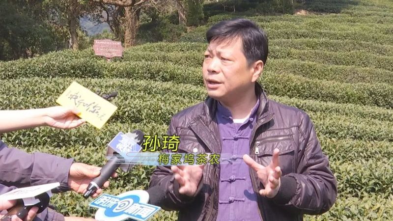 有关于西湖龙井开采日 高山茶园摘下第一茬青叶的消息(6)