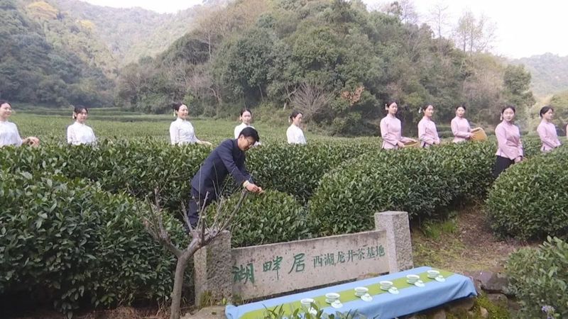 有关于西湖龙井开采日 高山茶园摘下第一茬青叶的消息