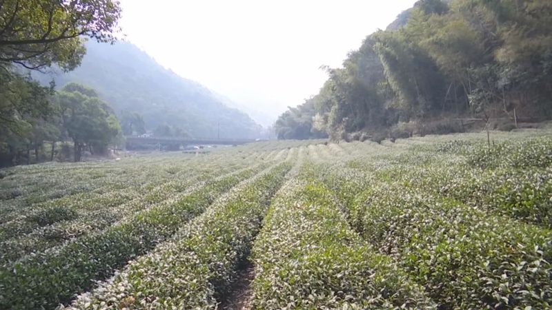 有关于西湖龙井开采日 高山茶园摘下第一茬青叶的消息(8)