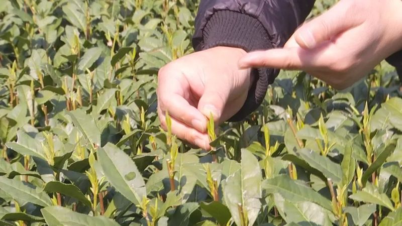 有关于西湖龙井开采日 高山茶园摘下第一茬青叶的消息(9)