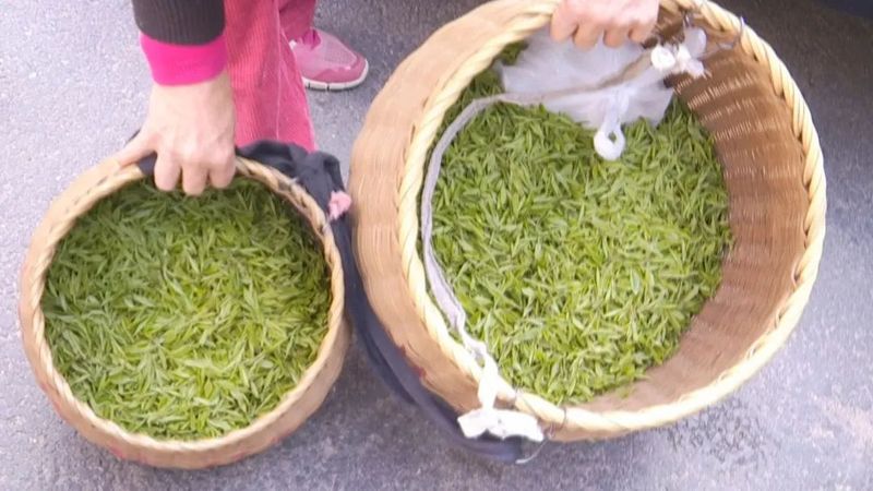 有关于西湖龙井开采日 高山茶园摘下第一茬青叶的消息(11)