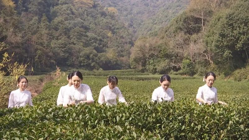 有关于西湖龙井开采日 高山茶园摘下第一茬青叶的消息(7)