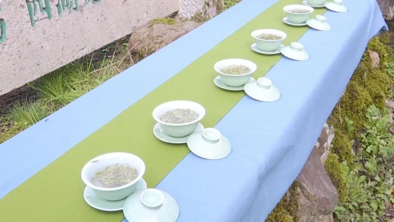 有关于西湖龙井开采日 高山茶园摘下第一茬青叶的消息(3)