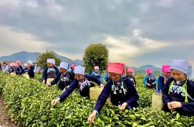 有关于贵州春茶第一壶”开采仪式举行的相关信息(4)