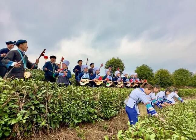 有关于贵州春茶第一壶”开采仪式举行的相关信息(5)