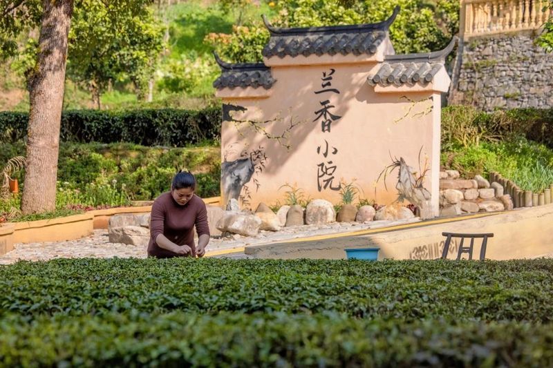 有关于一周速读：春茶采摘指数、喊山祭茶活动、茶经中的围炉煮茶的信息(6)