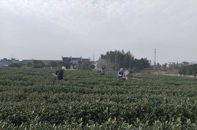 有关于江山市3.85万亩茶园，1100吨！即将开采！的消息