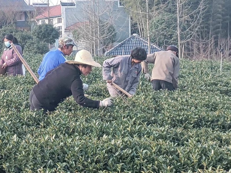 有关于江山市3.85万亩茶园，1100吨！即将开采！的消息(1)