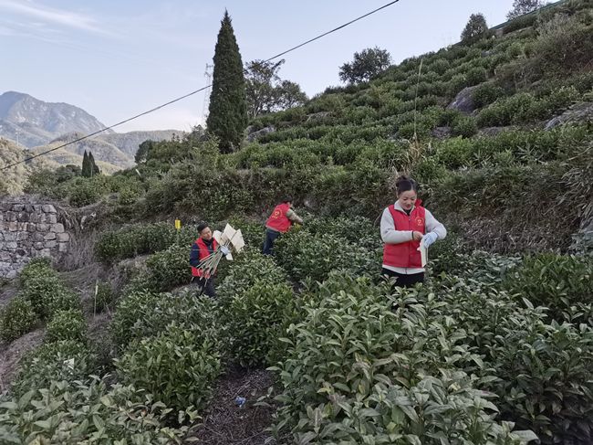 有关于“志愿红”助力茶园绿色防控的新闻
