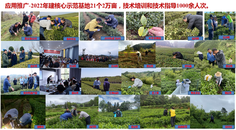 有关于宋宝安:恪守“干净”是贵州茶产业发展的永恒追求的新闻(13)