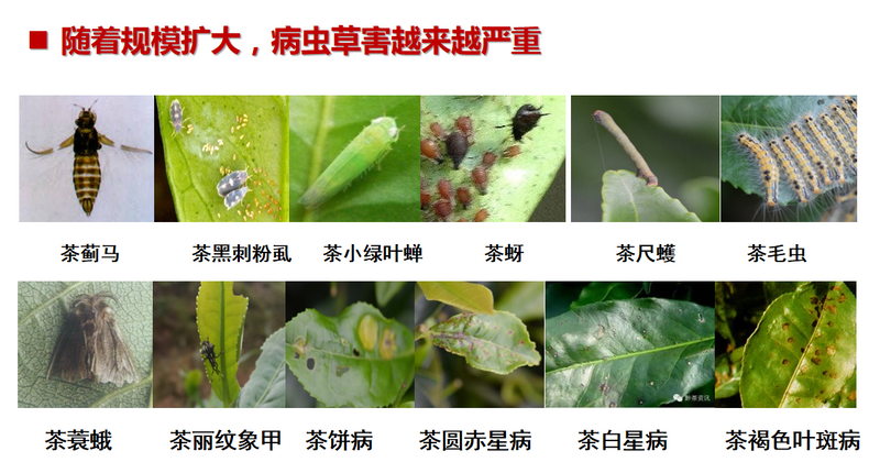 有关于宋宝安:恪守“干净”是贵州茶产业发展的永恒追求的新闻(3)